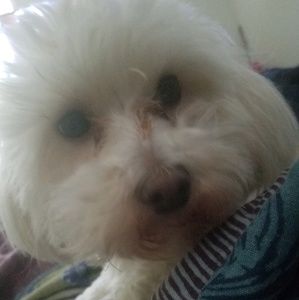 Meet your Posher, Demetrius